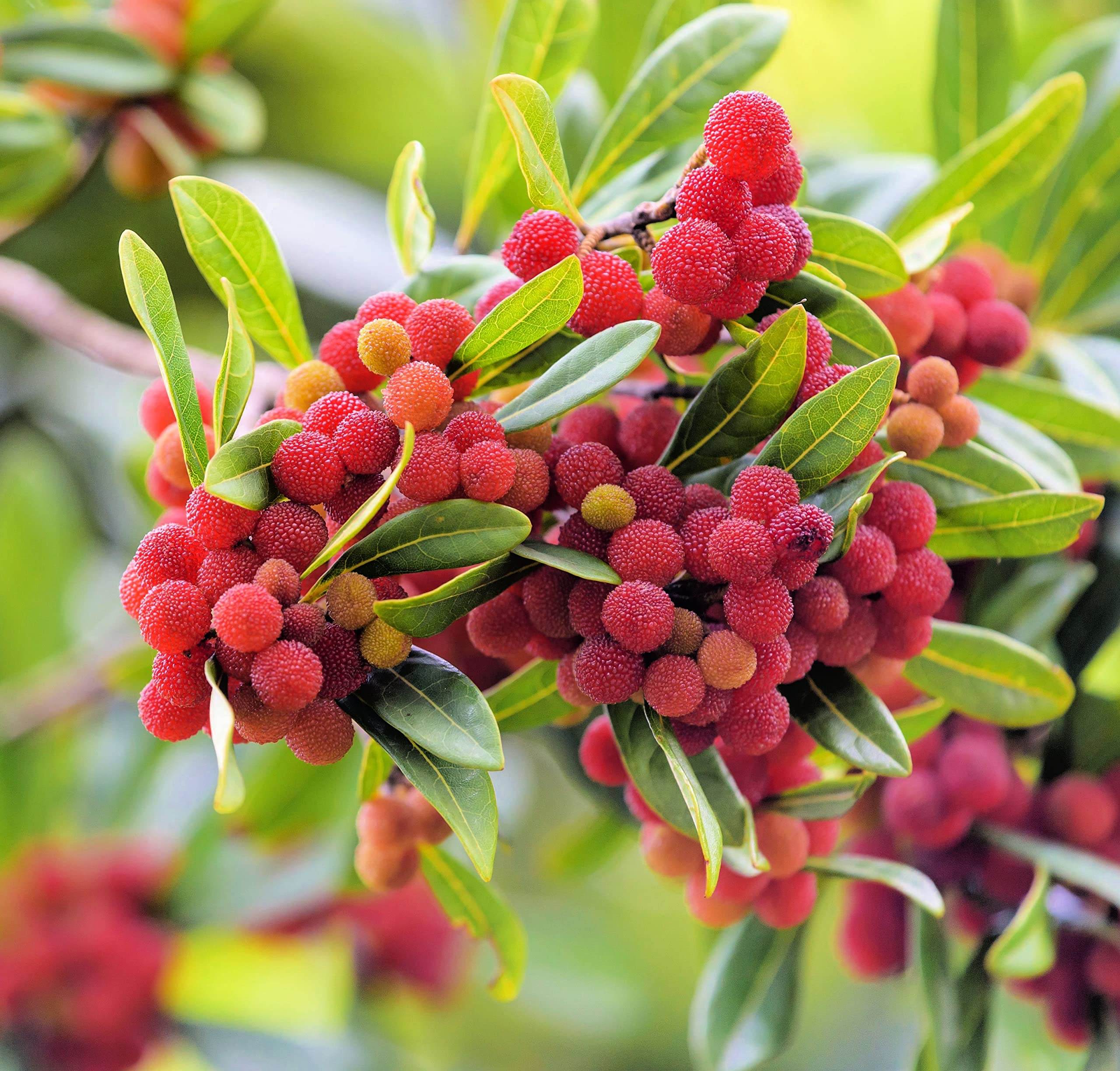 Amazon.com : Yumberry Tree Seeds for Planting (10 Seeds) - Yang